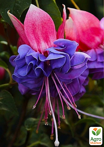 Фуксія махрова "Winston Churchill"