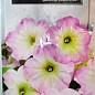 Петуния крупноцветковая "София F1" ТМ "SeedEra" 20шт