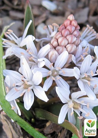 Пролесок "Bifolia Rosea" (размер 5/+ , средний) 5шт в упаковке