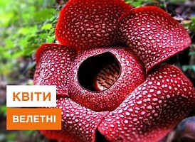 Рослини з гігантськими квітами - корисні статті про садівництво від Agro-Market