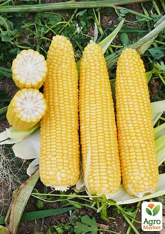Кукурудза "Добриня F1" ТМ "Lark Seeds" 25000шт