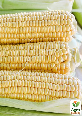 Кукурудза "Страйк F1" ТМ "Lark Seeds" 25000шт