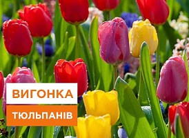 Як посадити тюльпани в горщик - корисні статті про садівництво від Agro-Market