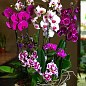 Орхідея Mix Уцінка