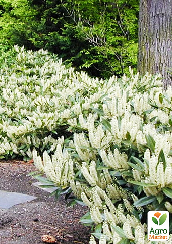 Лавровишня "Gruner Teppich" (вічнозелений низькорослий чагарник) - фото 5