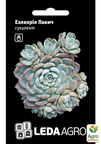 Эхеверия "Павлин"  ТМ "Leda Agro" 10шт