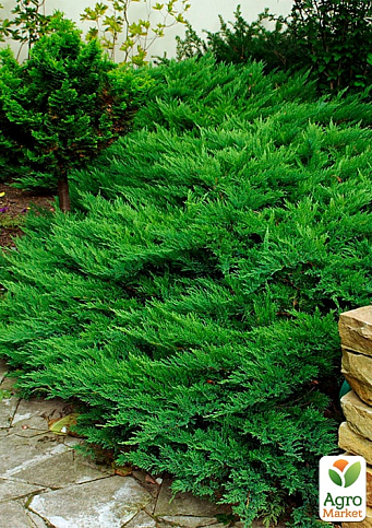 Можжевельник козацкий "Tamariscifolia" (ком/сетка) диаметр 110-130 см