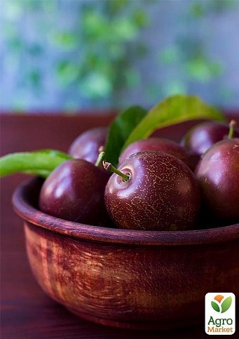 Слива "Вілора" - фото 2