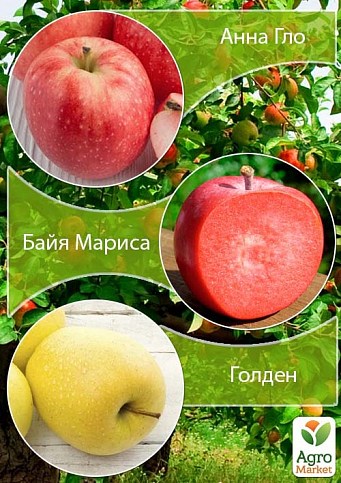 Дерево-сад Яблуня "Анна Гло + Байя Маріса + Голден"