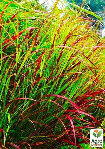 Пеннісетум "Burgundy Bunny" (Pennisetum alopecuroides Burgundy Bunny)