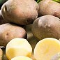 Насіннєвий среднеранний картопля "інноватор" (на пюре, 1 репродукція) 3 кг