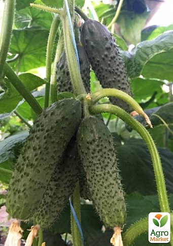 Огірок партенокарпічний «14015 F1» ТМ «Lark Seeds» 100шт