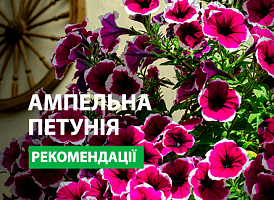 Як правильно посіяти ампельну петунію - корисні статті про садівництво від Agro-Market
