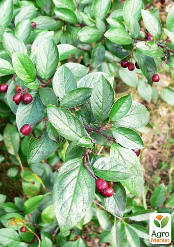 Кизильник блискучий вертикальний (Cotoneaster lucidus), С2
