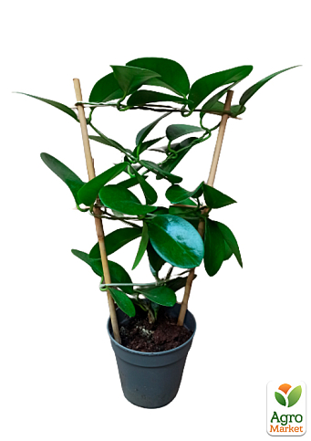 Хойя мясистая (плющ восковый) - фото 5