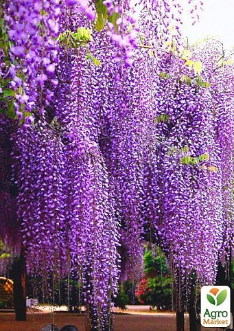 Гліцинія фіолетова "Wisteria perfect" (саджанець 6 років)