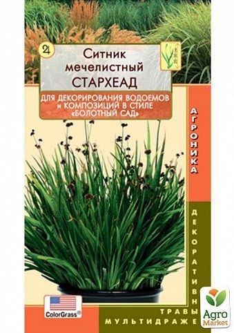 Ситник мечелистный "СтарХеад" ТМ "Плазменные семена" 3шт