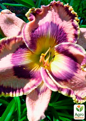 Лилейник "Count Your Assets"  - фото 2