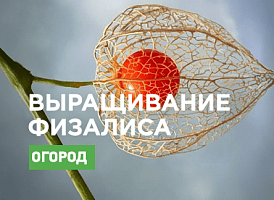 Вирощуємо ягідний фізаліс у саду - Agro-Market