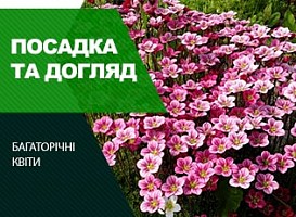 Ломикамінь вирощування з насіння - корисні статті про садівництво від Agro-Market