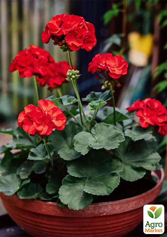 Пеларгония "Буллз Ай F1" scarlet ТМ "Профессиональные семена" 50шт 