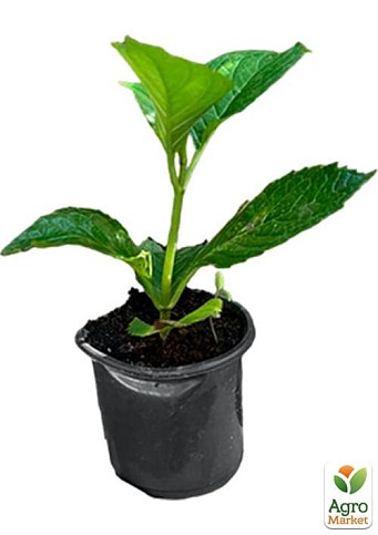 Гортензія крупнолистова "Adula Purple" - фото 4