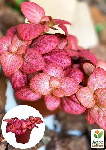 Фіттонія Джаніта (Fittonia Janita)