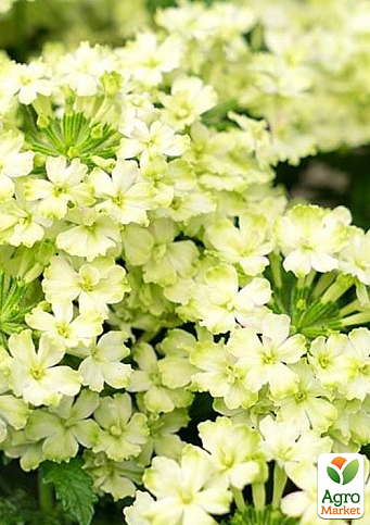 Вербена ампельная "Vanessa Compact Lime"