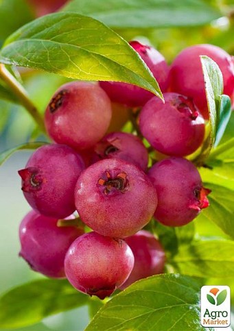 Голубика (черника садовая) среднепоздняя "Розовый лимонад" Эксклюзив! - фото 2