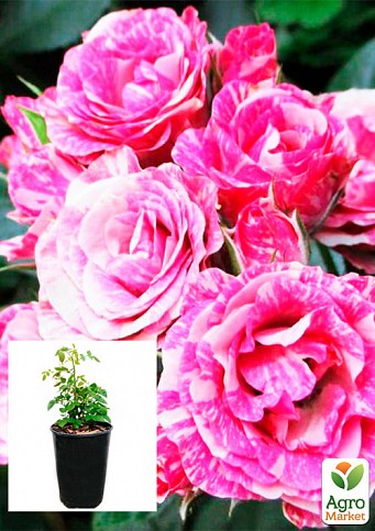 Роза в контейнере мелкоцветковая "Flash Pink" (саженец класса АА+) 