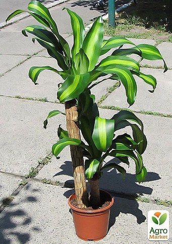 Драцена Массаджена "Dracaena frag. Massangeana"  д 19 см выс. 90 см