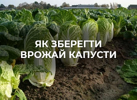 Чому капуста гниє на грядці | Agro-market