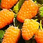 Малина "Оранжевое чудо" Эксклюзив!
