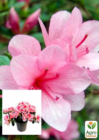 Рододендрон комнатный "Rose" 