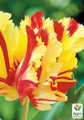 Тюльпан "Flaming Parrot Gold" (размер 11/12 , крупный) 3шт в упаковке
