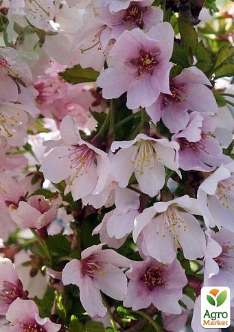 Сакура кущова (Prunus incisa) "Kojou-no-mai"