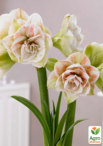 Амариліс (гіппеаструм) махровий у горщику "Nymph"