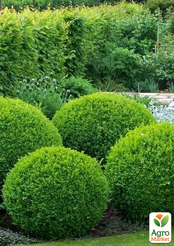 Самшит вечнозеленый формированный шар на штамбе