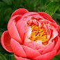 Пион травянистый "Coral Charm" 1шт в упаковке