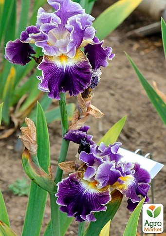 Ірис бородатий великоквітковий "Secret Recipe" - фото 2
