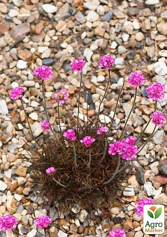 Армерия приморская чернолистная "Rubrifolia"