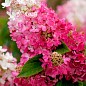 Гортензия метельчатая "Pinky Winky" вазон Р9