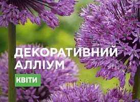 Алліум: найкрасивіші сорти - корисні статті про садівництво від Agro-Market