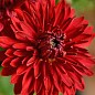 Хризантема мультифлора шарообразная "Futura Red" 