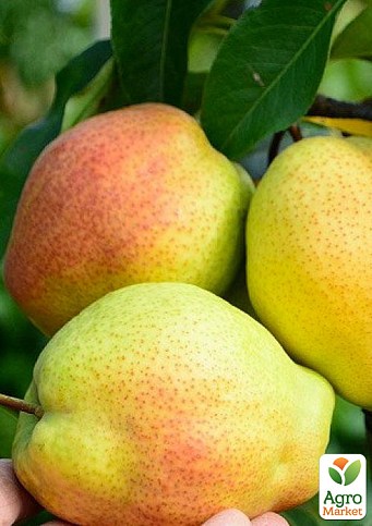 Груша "Киргизька" (зимовий сорт, пізній термін дозрівання)