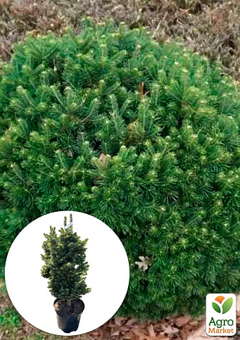 Пихта субальпийская "Green Globe" (ком/сетка) высота 60-70 см