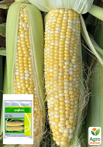 Кукурудза "БСС 1075 F1" ТМ "Syngenta" 5000шт