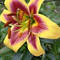 Лилия "Robert Swanson" (Гигантский цветок)
