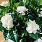 Гарденія жасминоподібна "Fortune" (Gardenia jasminoides)
