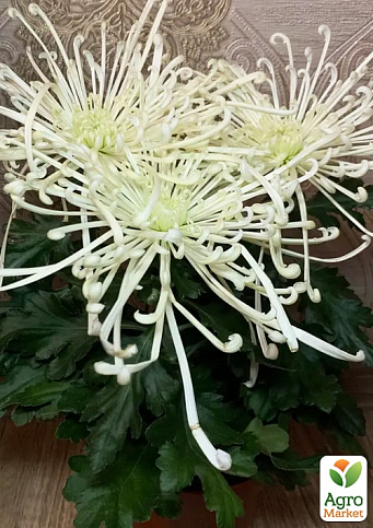 Хризантема  "Fireworks Cream" (низкорослая крупноцветковая) - фото 2